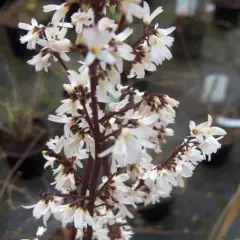 ABELIOPHYLLUM distichum - Forsythia blanc