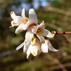 ABELIOPHYLLUM distichum - Forsythia blanc