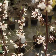 ABELIOPHYLLUM distichum - Forsythia blanc de Corée