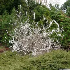 ABELIOPHYLLUM distichum - Forsythia blanc de Corée