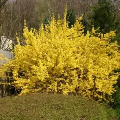 FORSYTHIA intermedia 'Spectabilis' - Mimosa de Paris