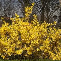 FORSYTHIA intermedia 'Spectabilis' - Mimosa de Paris