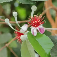 ACCA sellowiana - Feijoa/ Goyavier