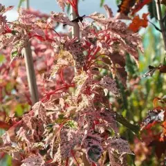 ACER conspicuum 'Red Flamingo' - Erable à peau de Serpent