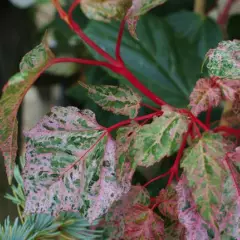 ACER conspicuum 'Red Flamingo' - Erable à peau de Serpent