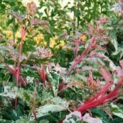 ACER conspicuum 'Red Flamingo' - Erable à peau de Serpent