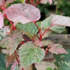 ACER conspicuum 'Red Flamingo' - Erable à peau de Serpent