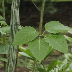 ACER davidii - Erable à peau de serpent