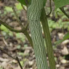 ACER davidii - Erable à peau de serpent