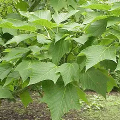 ACER davidii - Erable de David