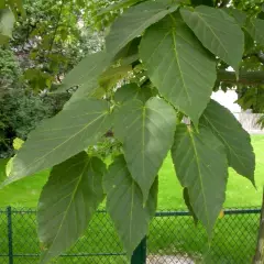 ACER davidii - Erable à peau de serpent