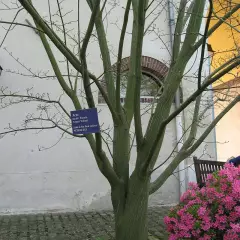ACER davidii - Erable de David