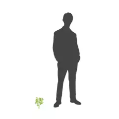 ACER davidii - Erable de David