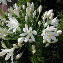 AGAPANTHUS 'Snowstorm' - Agapanthe