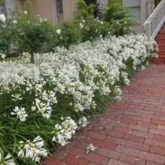 AGAPANTHUS 'Snowstorm' - Agapanthe