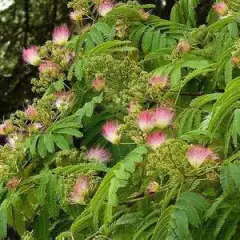 ALBIZIA julibrissin 'OMBRELLA'®