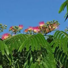 ALBIZIA julibrissin 'OMBRELLA'®