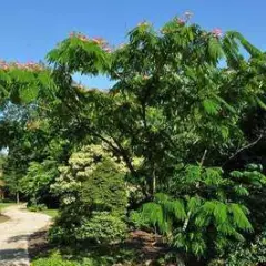 ALBIZIA julibrissin 'OMBRELLA'®