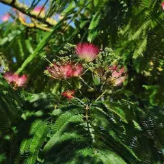 ALBIZIA julibrissin 'OMBRELLA'®