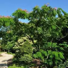 ALBIZIA julibrissin 'Rosea'