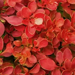 BERBERIS thunbergii 'Admiration'® - Epine Vinette