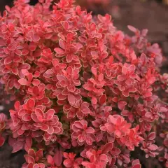 BERBERIS thunbergii 'Admiration'® - Epine Vinette