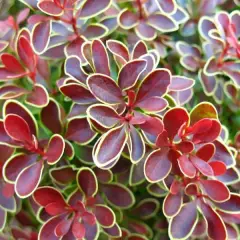 BERBERIS thunbergii 'Admiration'® - Epine Vinette