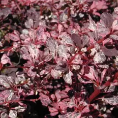 BERBERIS thunbergii 'Harlequin' - Epine vinette