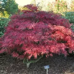 Érable du Japon 'Dissectum 'Garnet' - Acer palmatum 'Dissectum 'Garnet', érable japonais