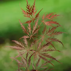 Érable du Japon 'Dissectum 'Garnet' - Acer palmatum 'Dissectum 'Garnet', érable japonais