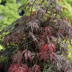 Érable du Japon 'Dissectum 'Garnet' - Acer palmatum 'Dissectum 'Garnet', érable japonais