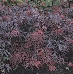 Érable du Japon 'Dissectum 'Garnet' - Acer palmatum 'Dissectum 'Garnet', érable japonais