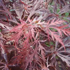 Érable du Japon 'Dissectum 'Garnet' - Acer palmatum 'Dissectum 'Garnet', érable japonais