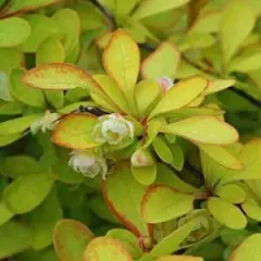 BERBERIS thunbergii 'Golden Torch'® - Epine vinette