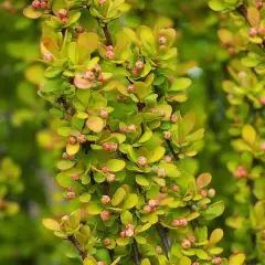 BERBERIS thunbergii 'Golden Torch'® - Epine vinette