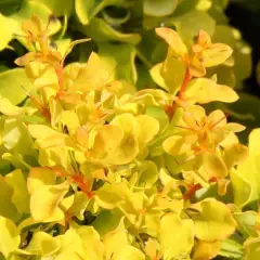 BERBERIS thunbergii 'Golden Nugget''® - Epine vinette