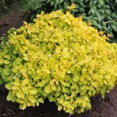 BERBERIS thunbergii 'Golden Nugget''® - Epine vinette