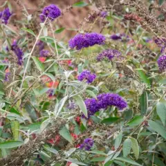 BUDDLEJA davidii 'Adonis Blue'® - Arbre aux Papillons