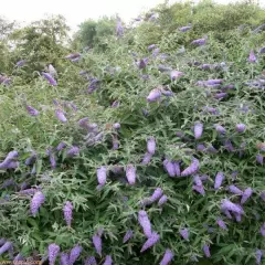 BUDDLEJA davidii 'Adonis Blue'® - Arbre aux Papillons