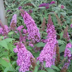 BUDDLEJA davidii 'Peacock'® - Arbre aux papillons