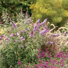 BUDDLEJA davidii 'Peacock'® - Arbre aux papillons