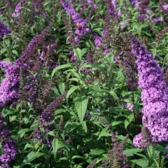 BUDDLEJA davidii 'Peacock'® - Arbre aux papillons