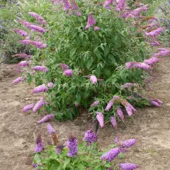 BUDDLEJA davidii 'Peacock'® - Arbre aux papillons