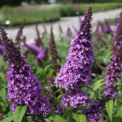 BUDDLEJA davidii 'Peacock'® - Arbre aux papillons