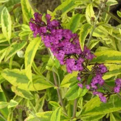 BUDDLEJA davidii 'Santana' - Arbre à papillons panaché