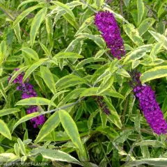 BUDDLEJA davidii 'Santana' - Arbre à papillons panaché