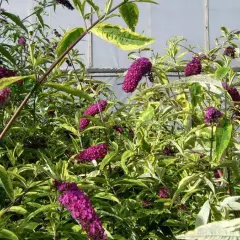 BUDDLEJA davidii 'Santana' - Arbre à papillons panaché