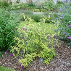 BUDDLEJA davidii 'Santana' - Arbre à papillons panaché