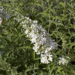 BUDDLEJA davidii 'Marbled White'® - Arbre aux Papillons