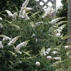 BUDDLEJA davidii 'Marbled White'® - Arbre aux Papillons